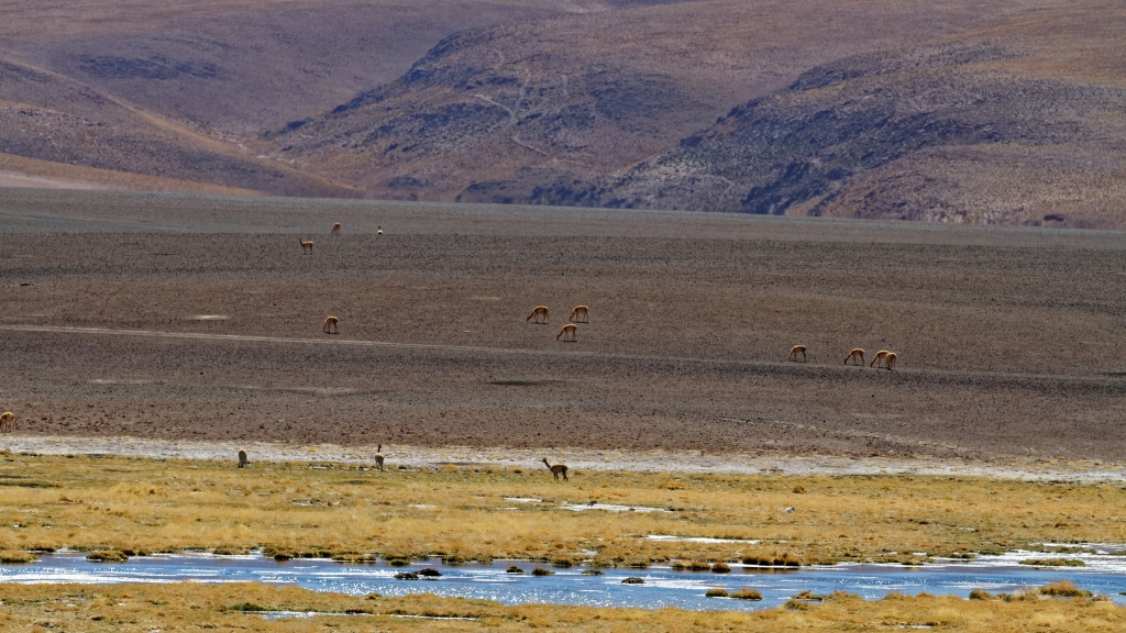01 - Désert d'Atacama (29).jpg